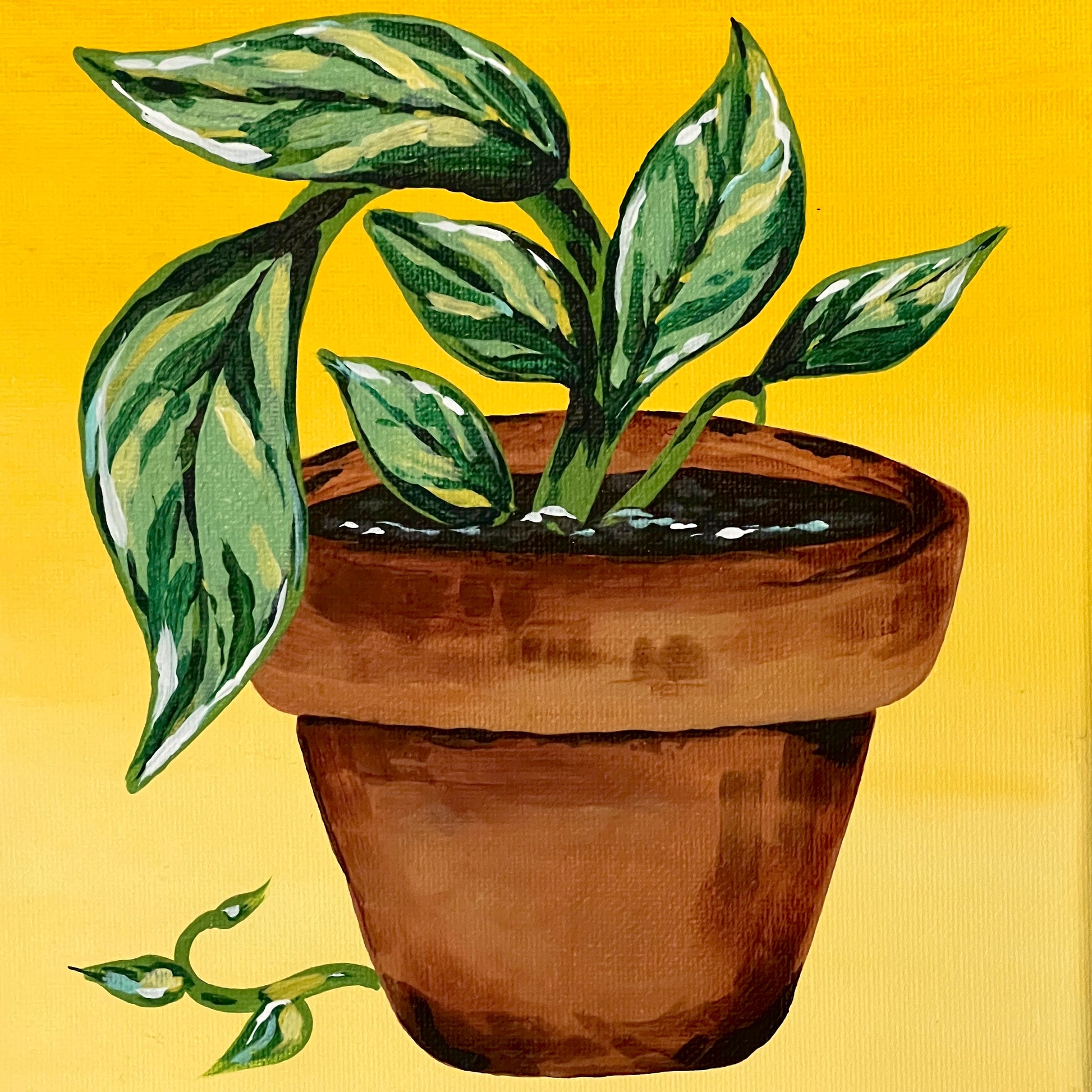 bar pothos Mini Kit